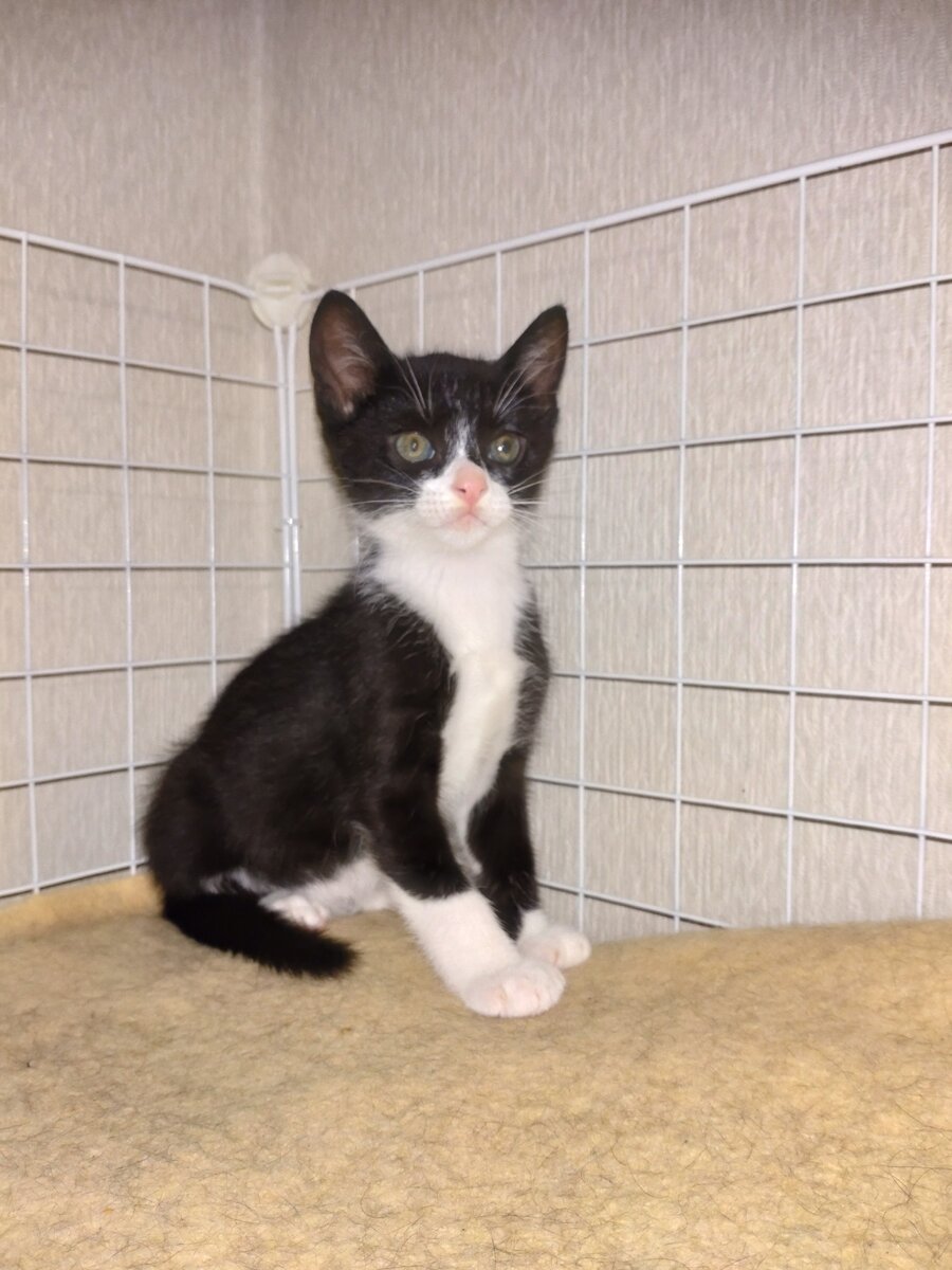 かわいがっていただける方よろしくお願いします。