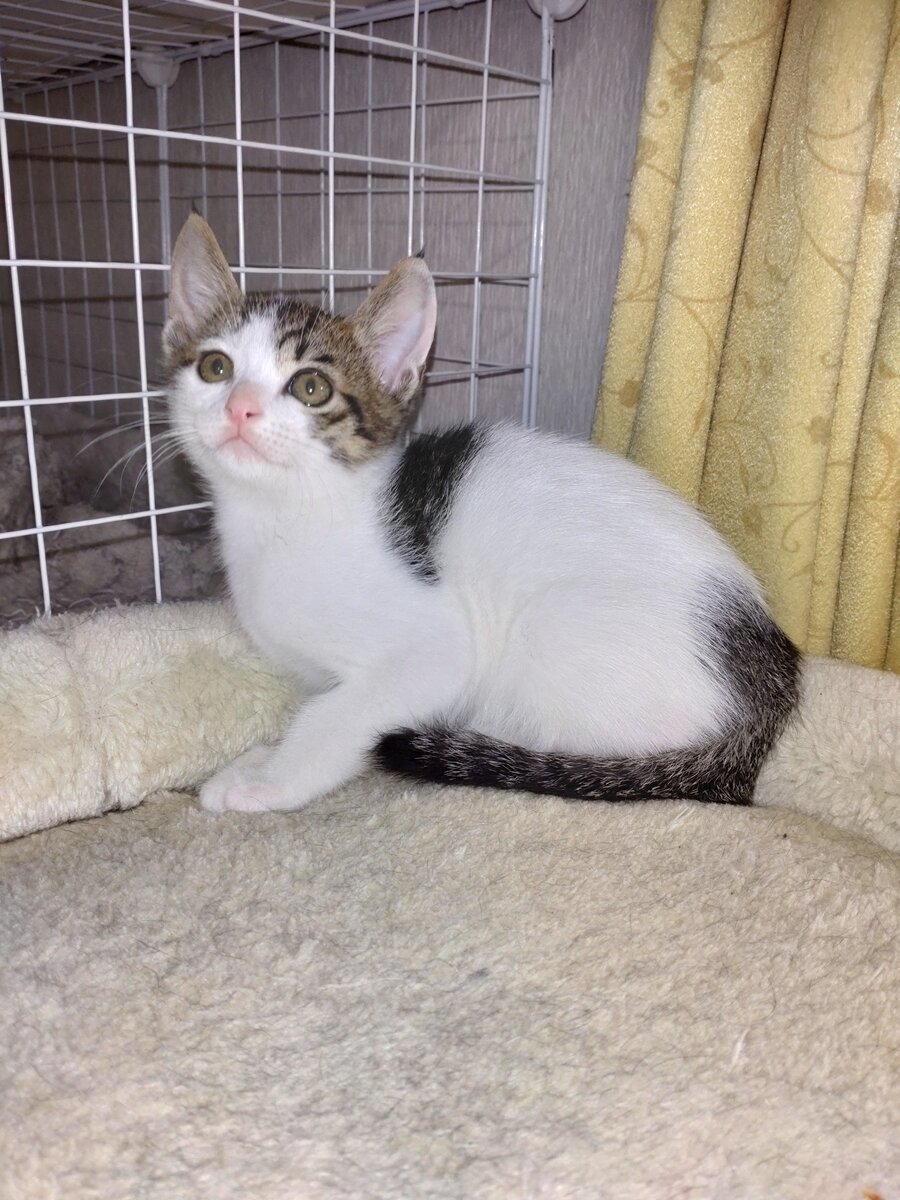 かわいがっていただける方よろしくお願いします。