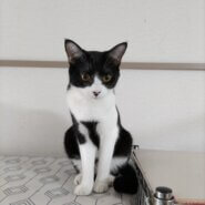 お鼻の3点ドットがチャームポイント！みいちゃん♪