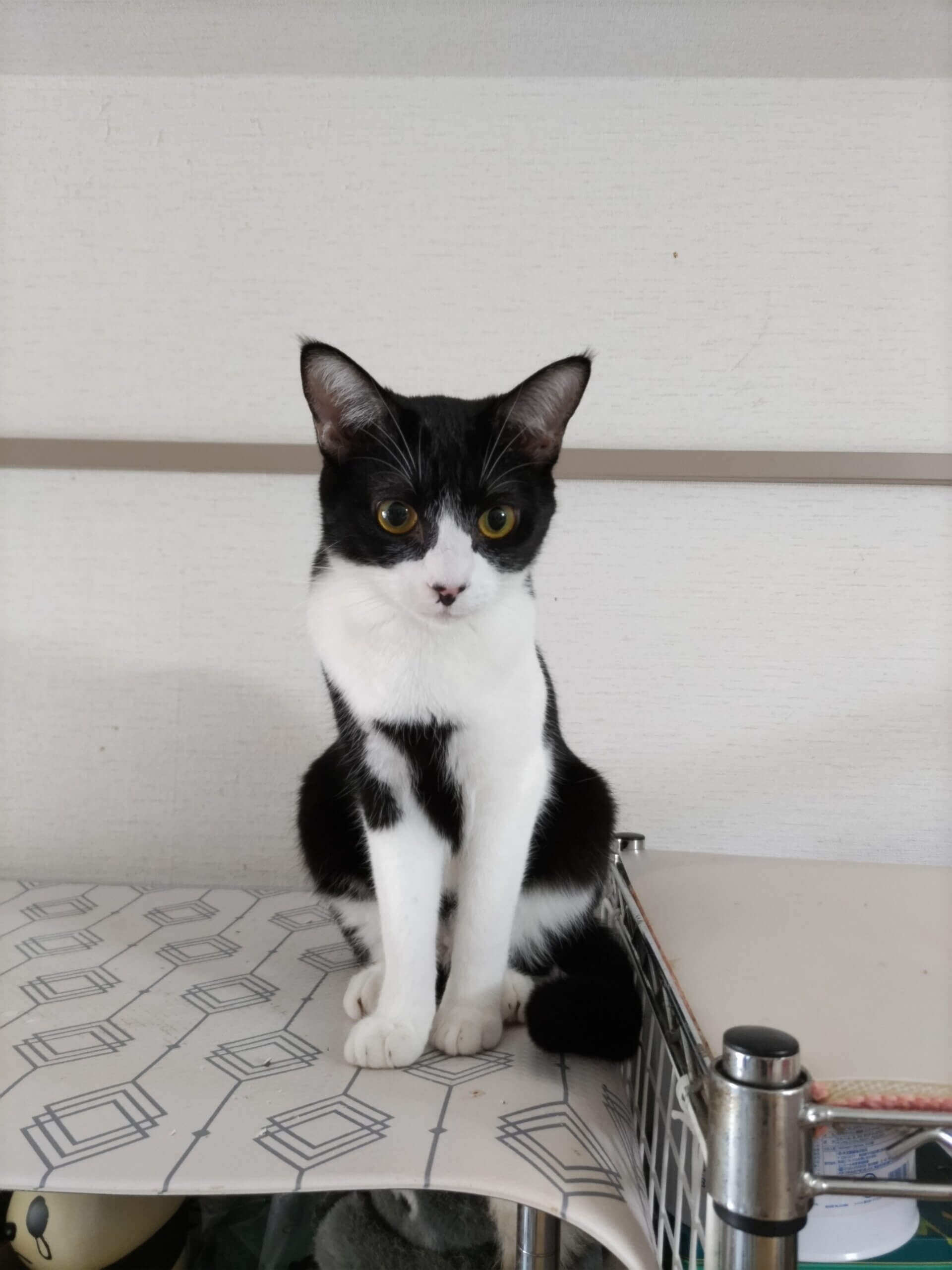 お鼻の3点ドットがチャームポイント！みいちゃん♪