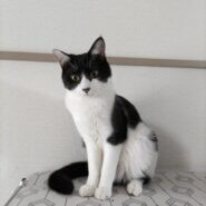 長〜い尻尾が自慢のむうちゃん♪1才位！