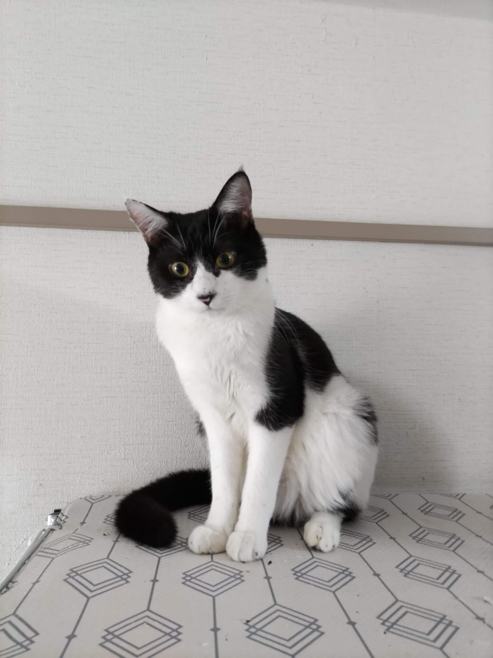 長〜い尻尾が自慢のむうちゃん♪1才位！