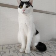 キャンドルテールのイケメン！きくちゃん♪