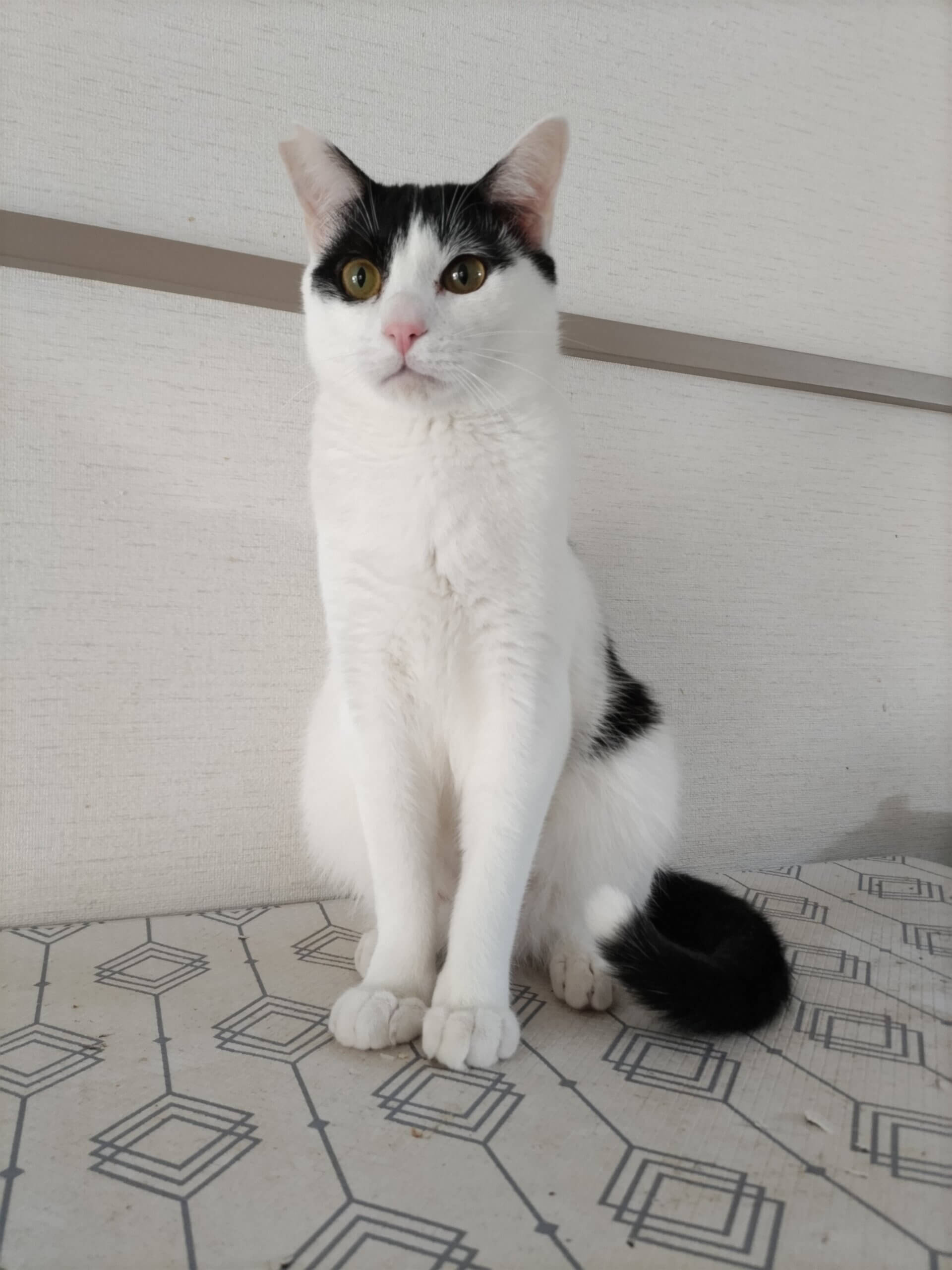 キャンドルテールのイケメン！きくちゃん♪