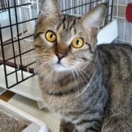 ゴロゴロが止まらない、ハンサムなラウ君10ヶ月