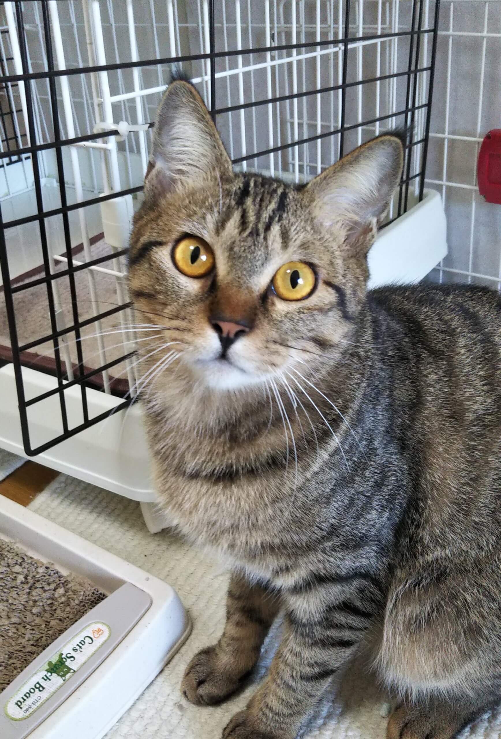 ゴロゴロが止まらない、ハンサムなラウ君10ヶ月