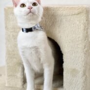 つかさ里親決定☆!!