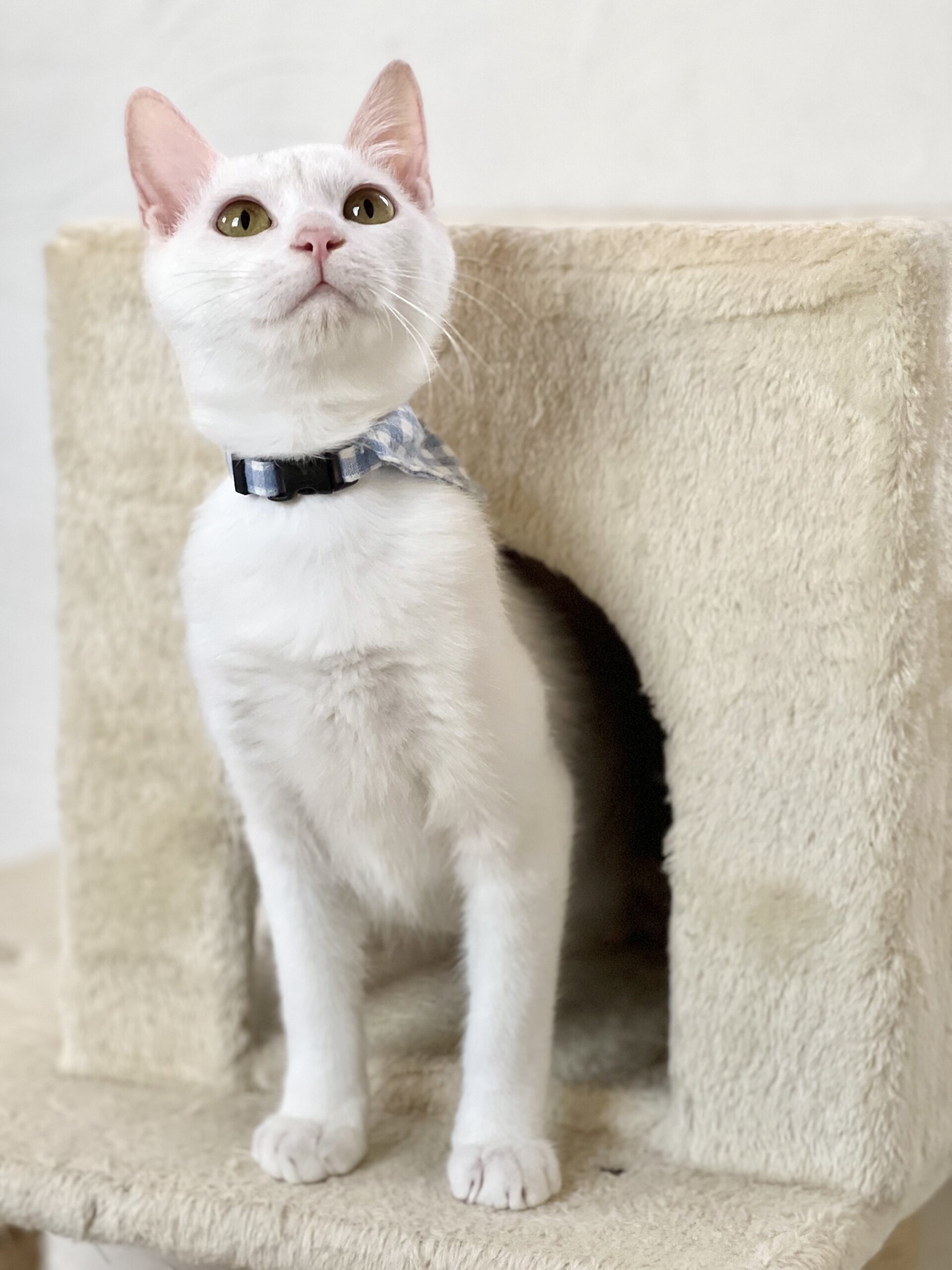 つかさ里親決定☆!!