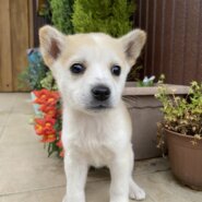 1ヶ月の可愛い「メイちゃん」