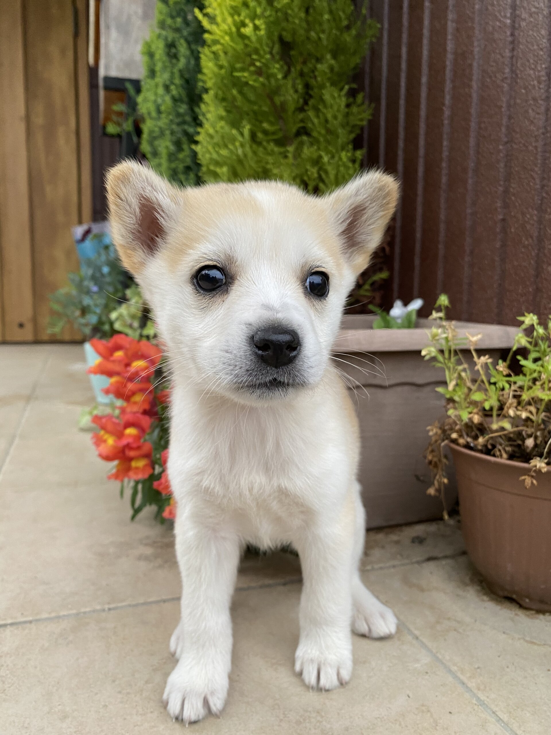1ヶ月の可愛い「メイちゃん」
