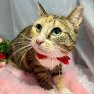 寂しがり屋の♬　みーちゃん（女の子）