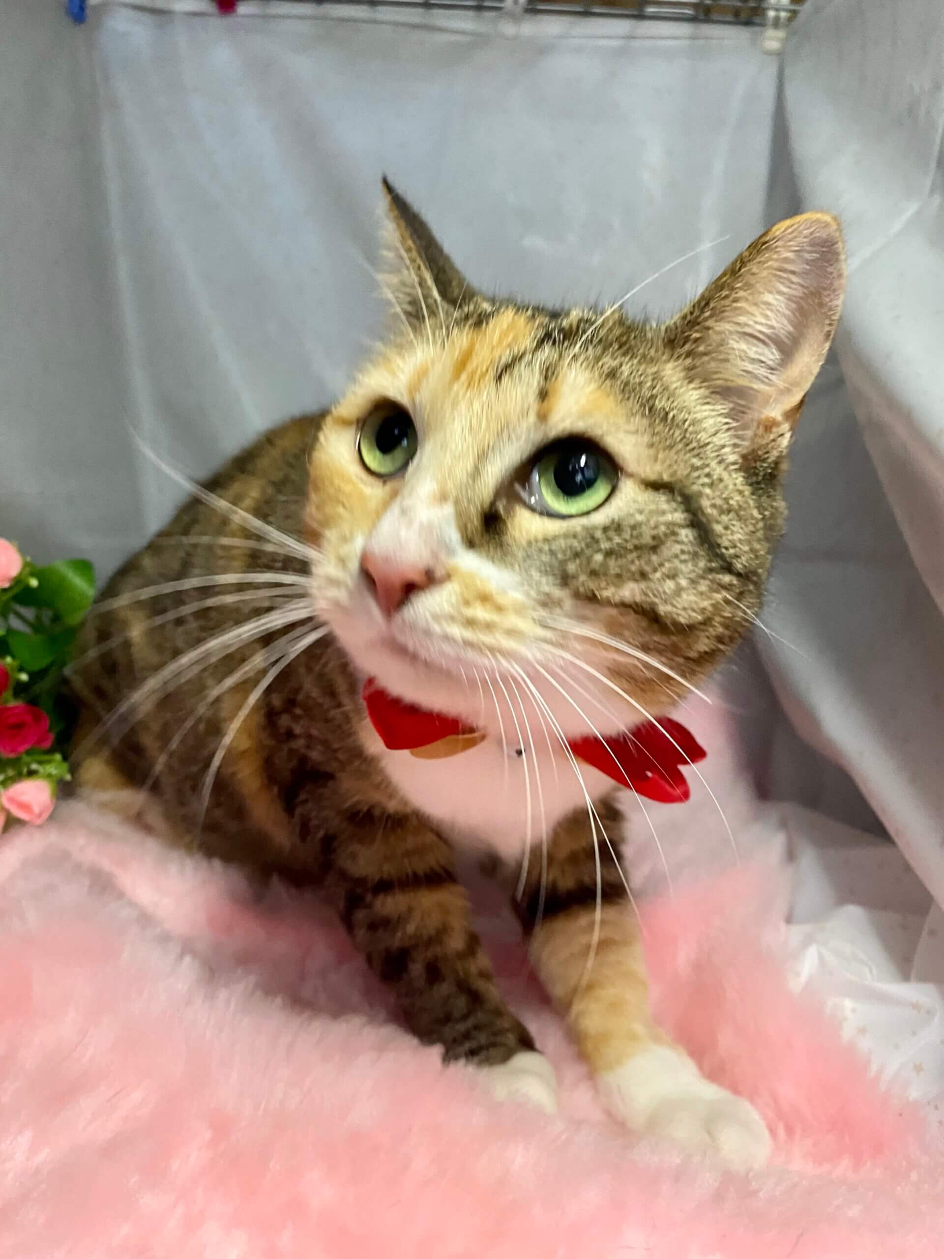 寂しがり屋の♬　みーちゃん（女の子）