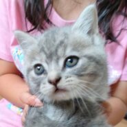 スコティッシュフォールド◇３匹