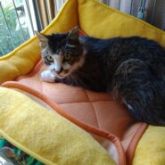 静かな落ち着いた雰囲気の3才位のメス猫=^_^=