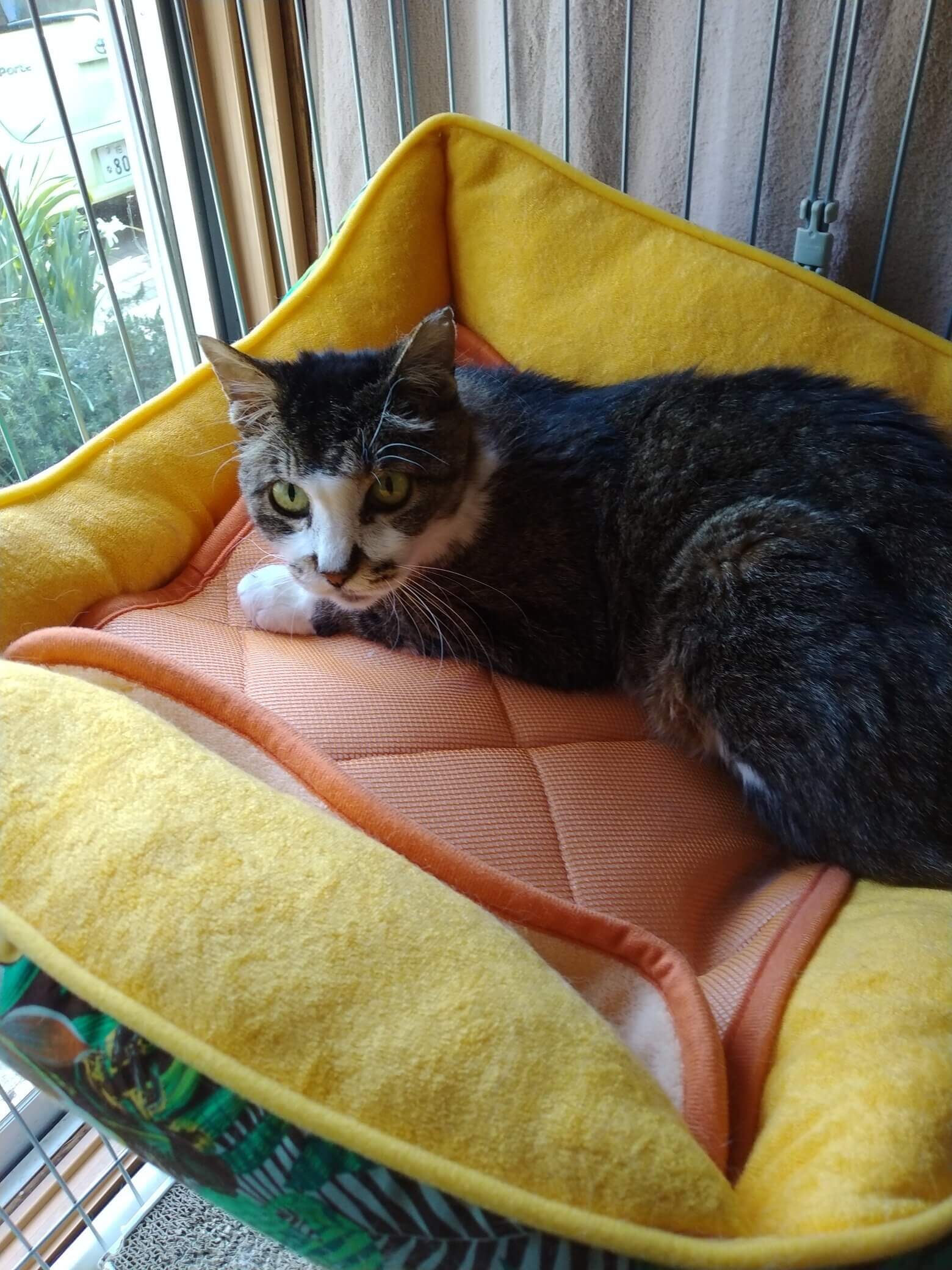 静かな落ち着いた雰囲気の3才位のメス猫=^_^=