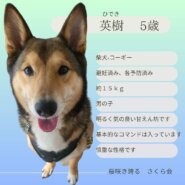 柴犬×コーギー 5歳 男の子