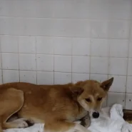 期限あります　家族に迎えて下さい