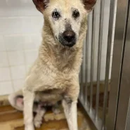 皮膚病の女の子助けて下さい