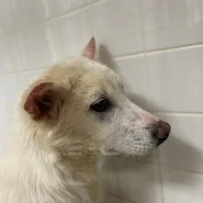 皮膚病の男の子です。まだ若い子です助けて下さい