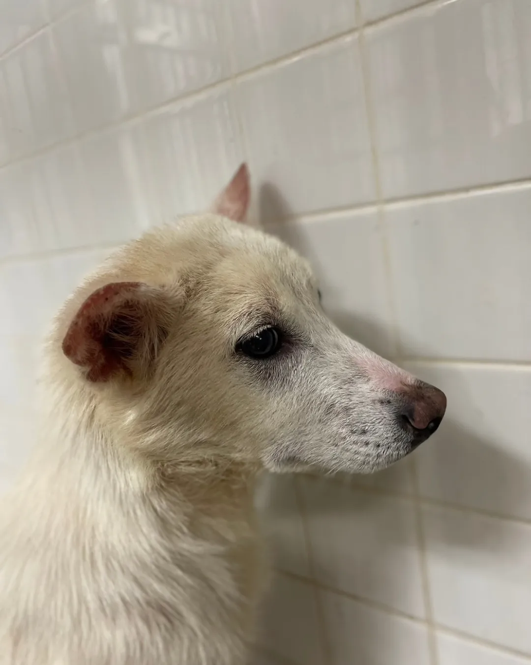 皮膚病の男の子です。まだ若い子です助けて下さい