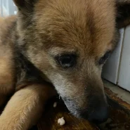 ちょっと若くない子ですが優しい子です