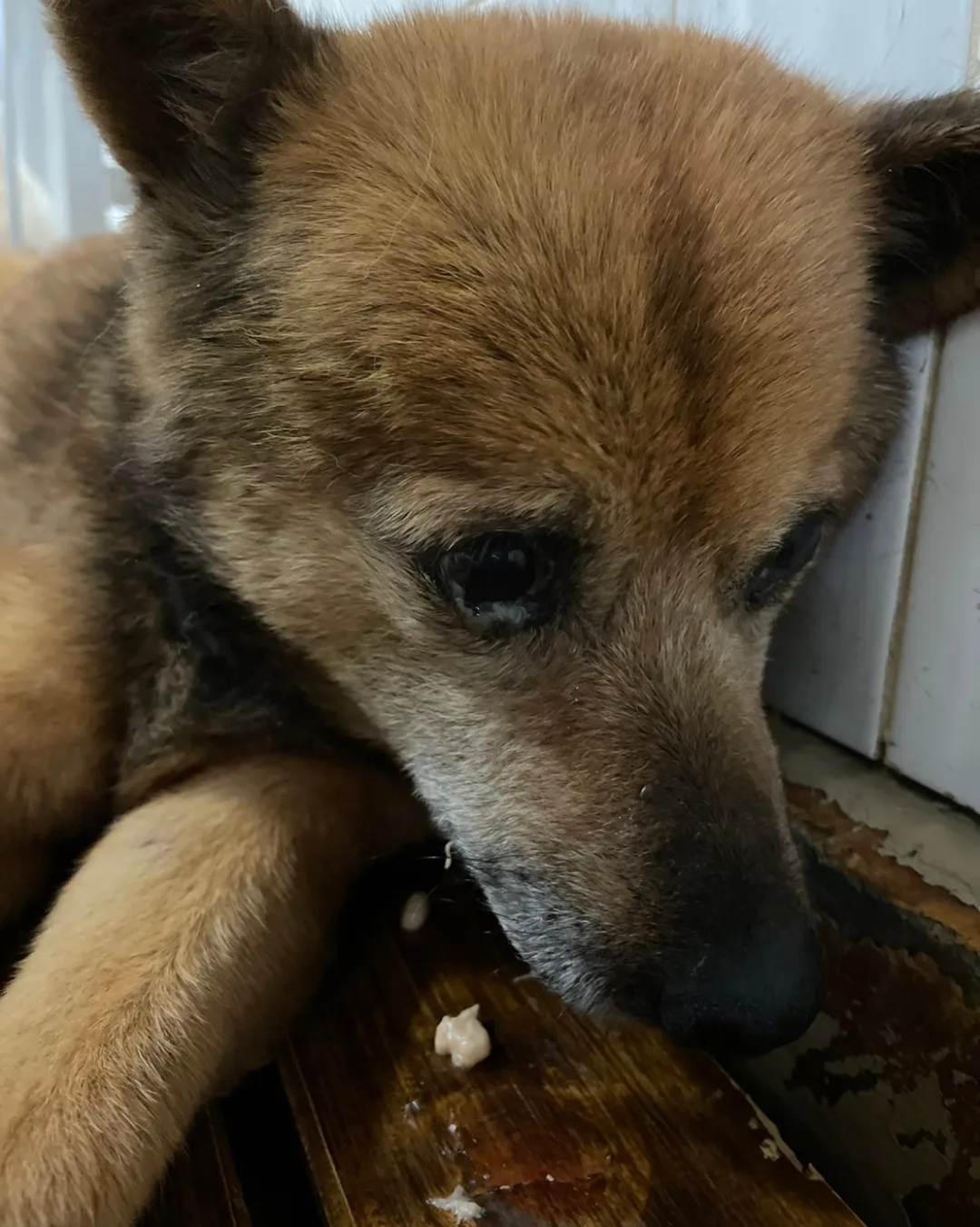 ちょっと若くない子ですが優しい子です