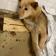 諦めたような顔した子。幸せになってもらいたいです