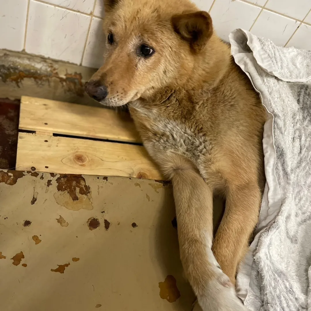 諦めたような顔した子。幸せになってもらいたいです