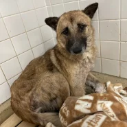 少し大きめの男の子です。かわいい目をしてますしてます