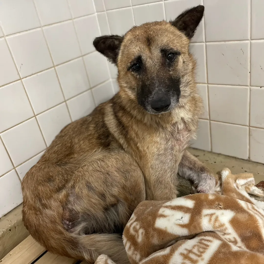 少し大きめの男の子です。かわいい目をしてますしてます