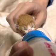 子猫を保護して困ってる方、生後0日でも育てます。ミルクボランティア