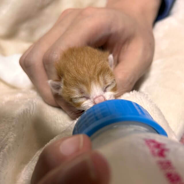 子猫を保護して困ってる方、生後0日でも育てます。ミルクボランティア
