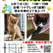 子猫のツムグ小さな譲渡会