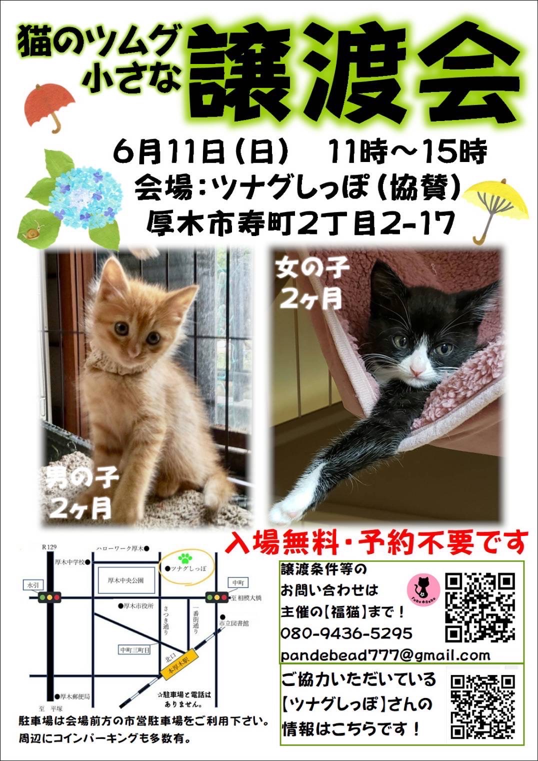 子猫のツムグ小さな譲渡会
