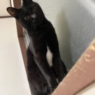 小柄な大人しめの女の子。