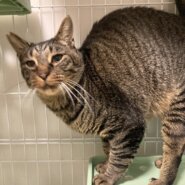 緊急！早くケージから出してあげたい