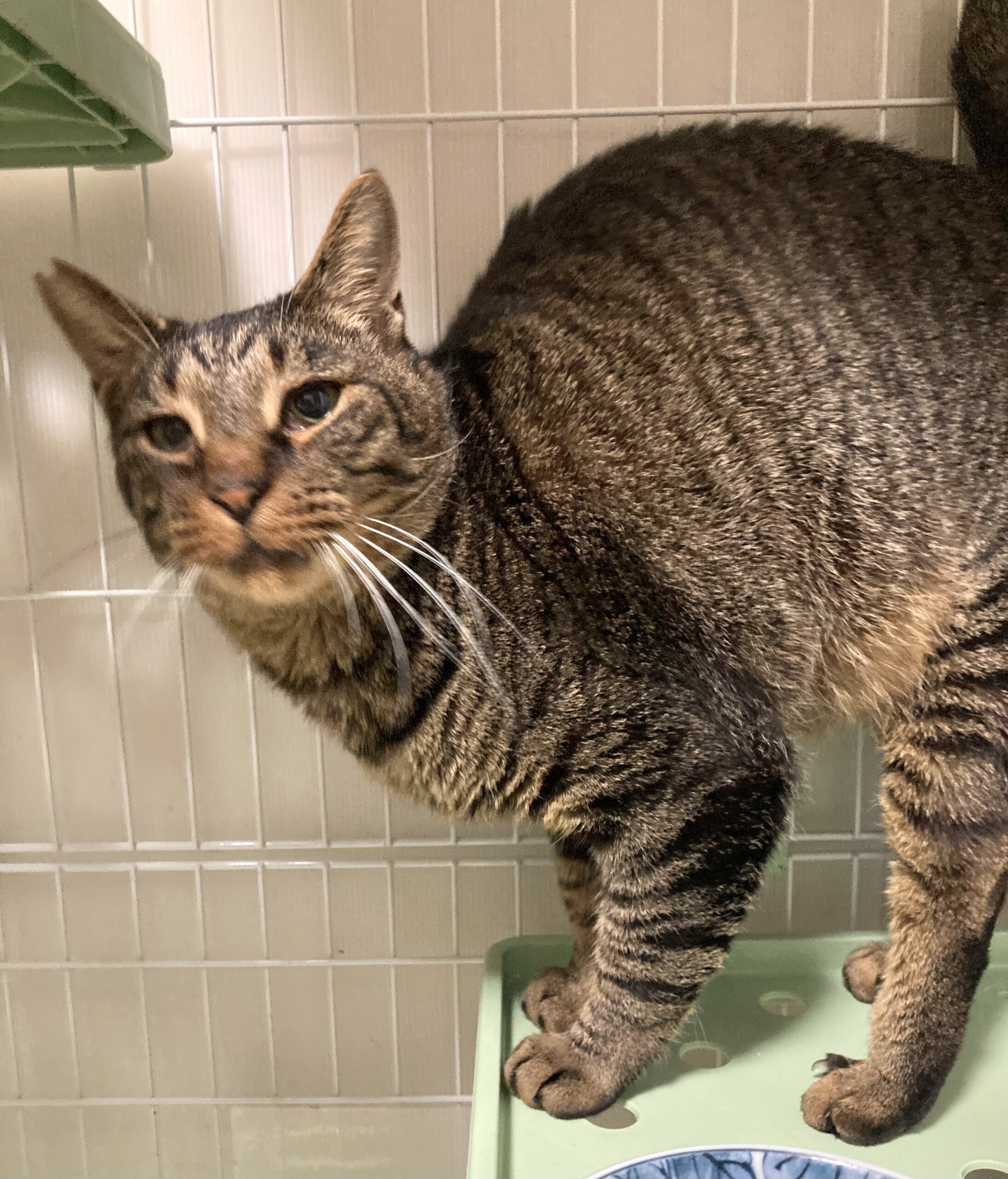 緊急！早くケージから出してあげたい