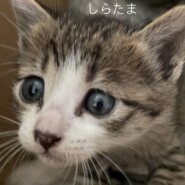 子猫