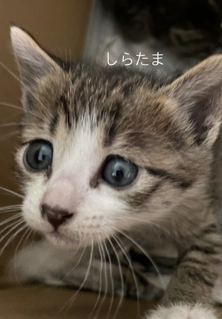 子猫