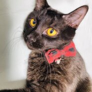 甘えん坊将軍!丸源!!