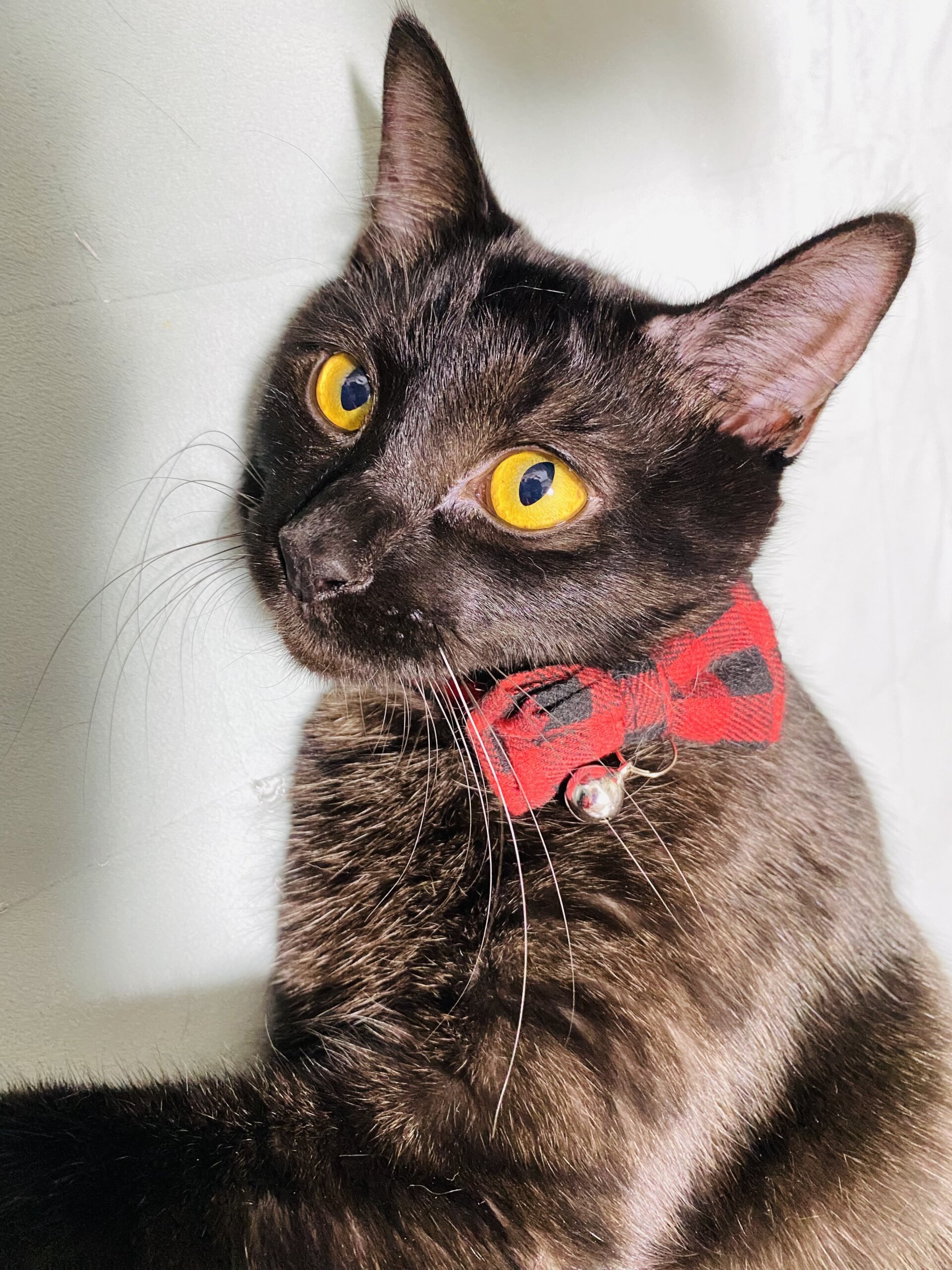 甘えん坊将軍!丸源!!