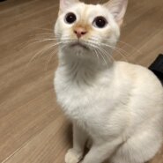 アイスブルーの瞳の来来!!