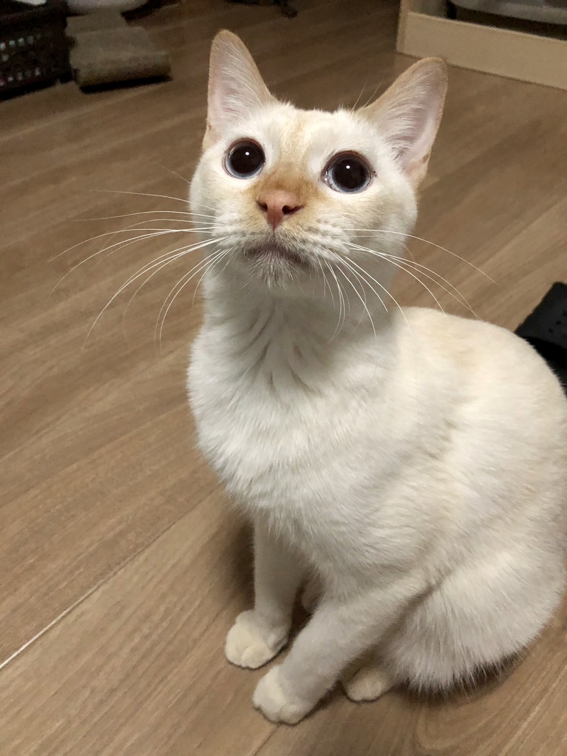 アイスブルーの瞳の来来!!