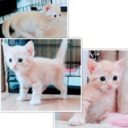 預かりボランティア