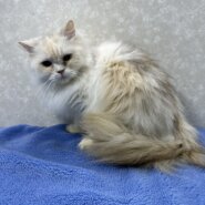 姉妹で参加！玄関開けるとサニーと至福の時間が始まる