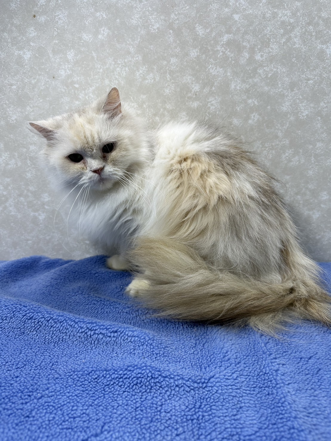 姉妹で参加！玄関開けるとサニーと至福の時間が始まる