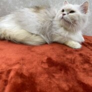 姉妹で参加！馴れ馴れペルシャ初心者向き💛ファイン