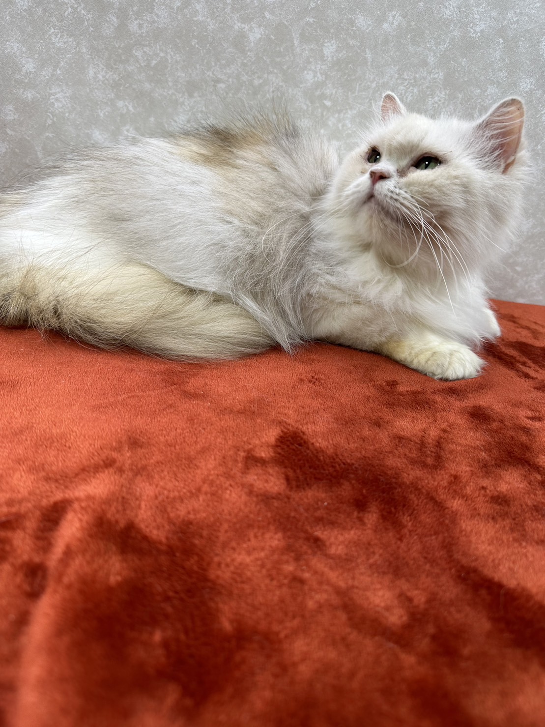 姉妹で参加！馴れ馴れペルシャ初心者向き💛ファイン