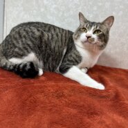 警戒心の無い甘えん坊！単身者の味方❤笑吉