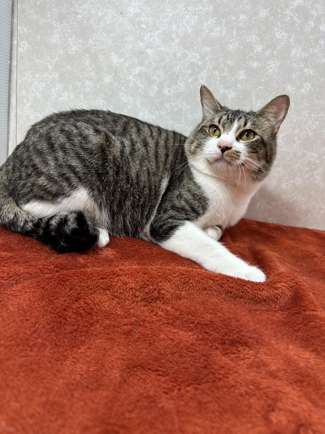 警戒心の無い甘えん坊！単身者の味方❤笑吉